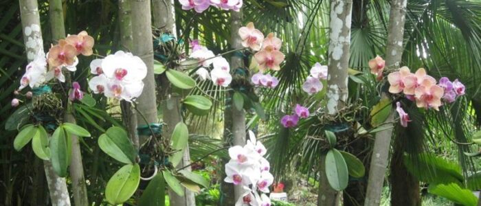 Phalenopsis orchid growing on trees