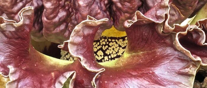amorphophallus paeoniifolius plant