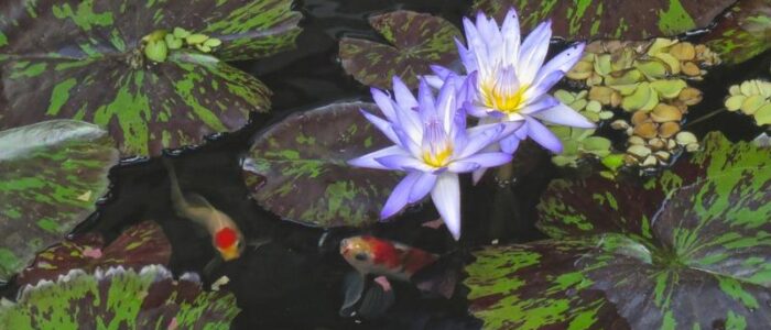 aquatic flowers purple lily
