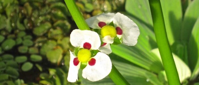 aquatic flowers sagittaria montevidensis