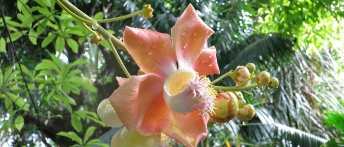 cannonball tree flower