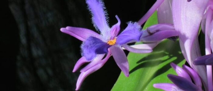 cochliostema odoratissimum plant