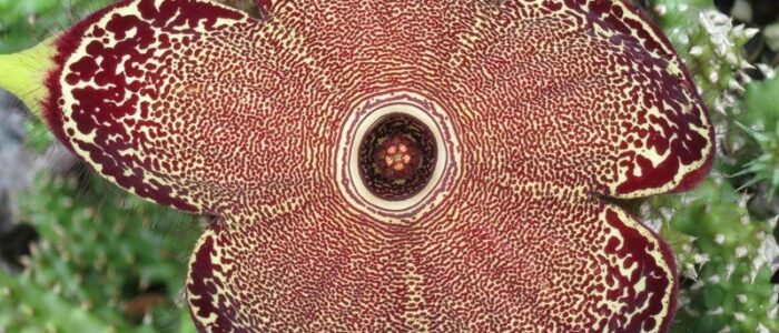 flower persian carpet edithcolea grandis