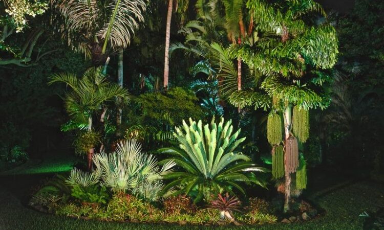 kinds of palm trees in florida