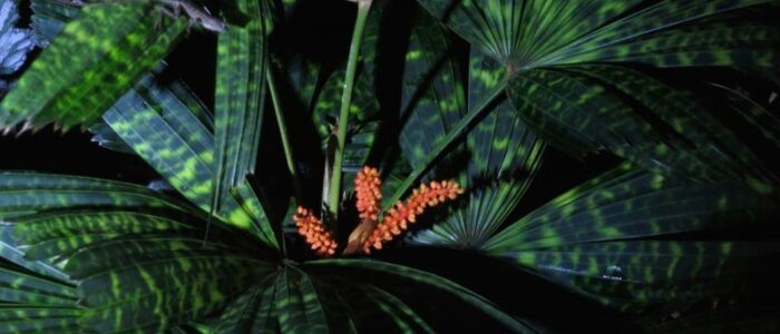 mapu flower rainforest