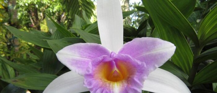 orchid sobralia epidendreae