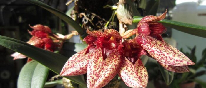 orchids bulbophyllum in miami