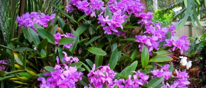 orchids cattelya skinerii in miami