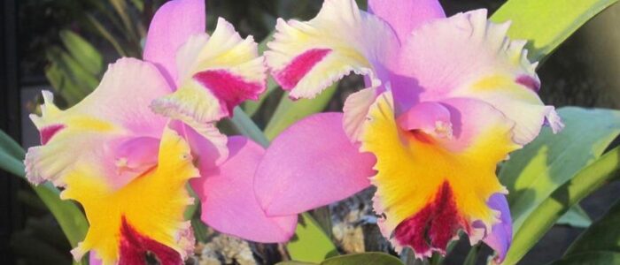 tropical flowers lc irenes song