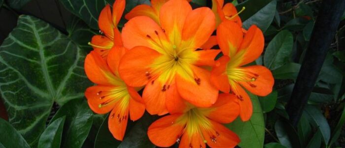 tropical flowers vireya species