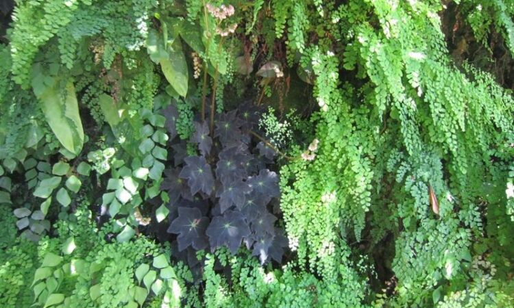 vertical wall gardens block botanical gardens miami