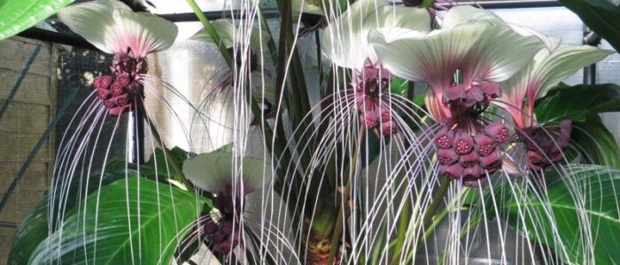 white bat flower tacca integrifolia