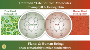 Common Life Source Molecules Chlorpphyll & Hemoglobin