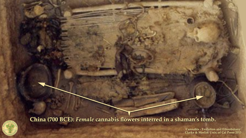 New Cannabis Botany 3 Female Cannabis Flowers Inserted In A Shaman's Tomb