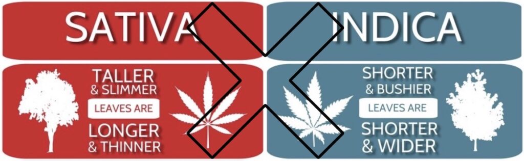 New Cannabis Botany 4 Stavia vs Indica