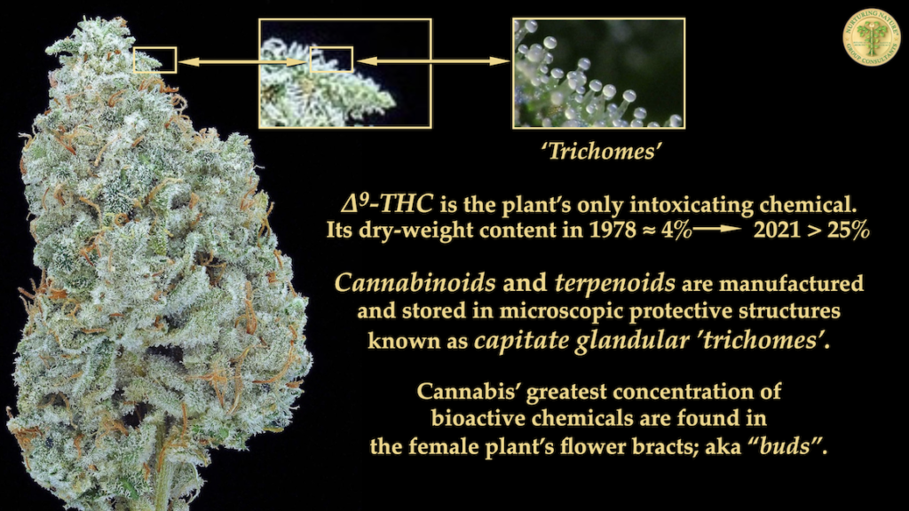 New Cannabis Botany 6 Trichomes Plant Chemicals