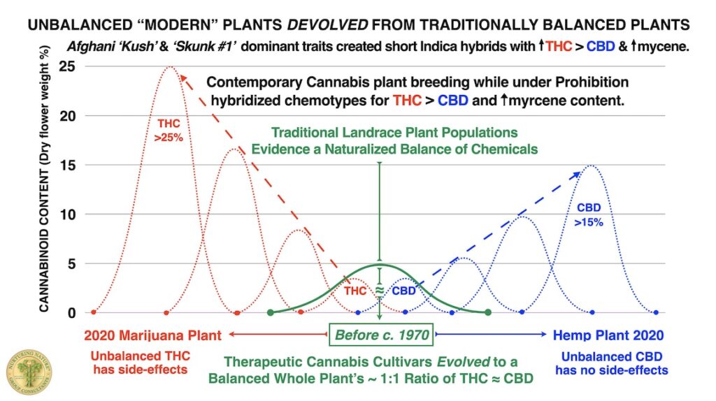 New Cannabis Botany 8 Unbalanced Modern Plants Devolved From Traditionally Balanced Plants