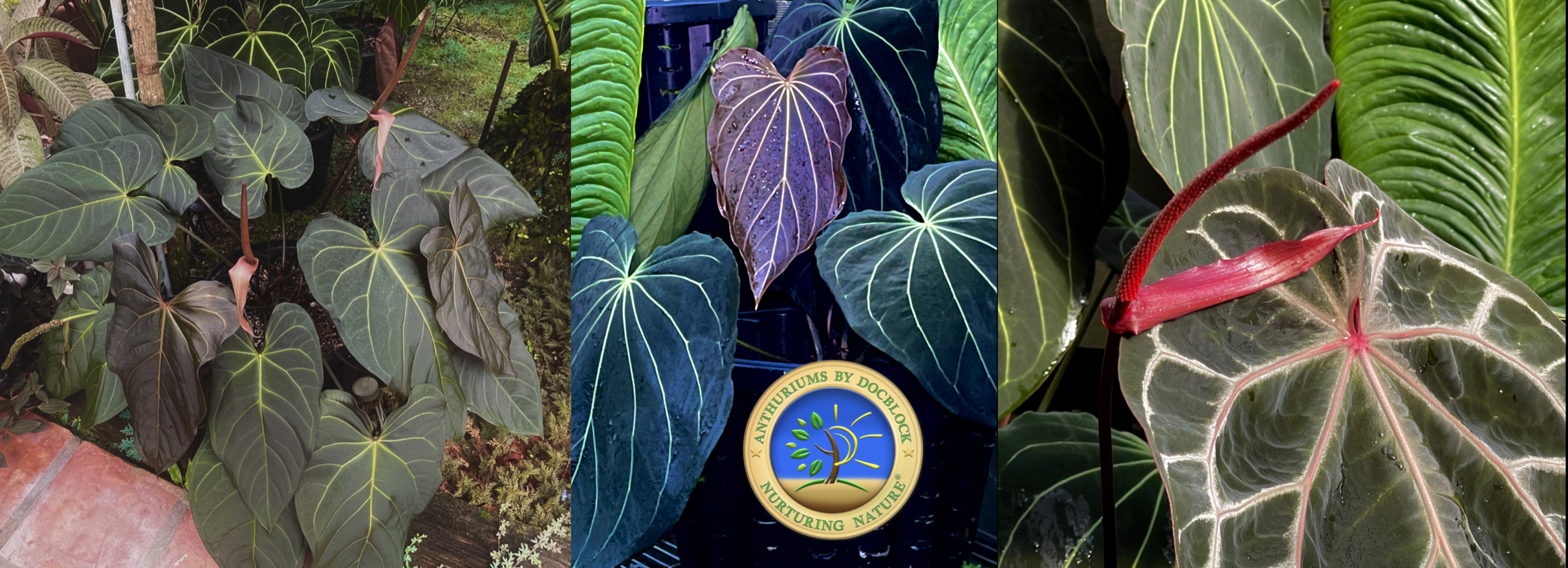 Botanic Rnm Botanical Medical Specialists | Nurturing Nature