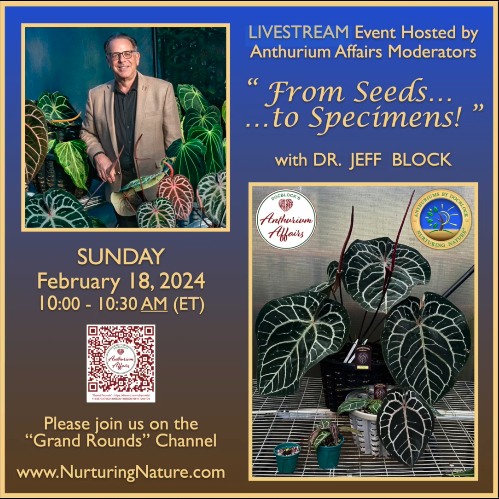 Seeds to Specimens Anthurium Affairs LIvestream