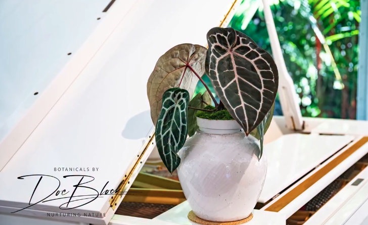 "60" & "80" - An easy tip for houseplants! 3 60-80-An-Easy-Tip-For-Houseplants