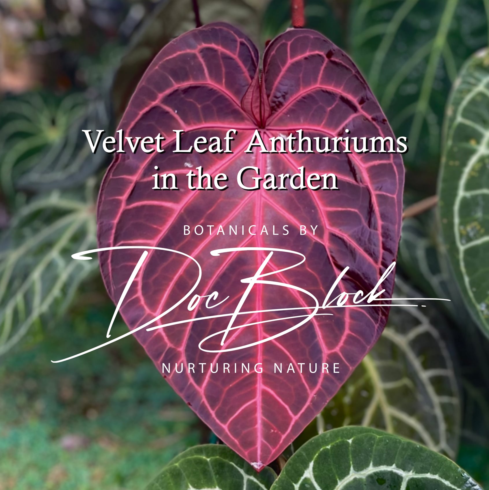 Velvet Leaf Anthuriums in the Garden